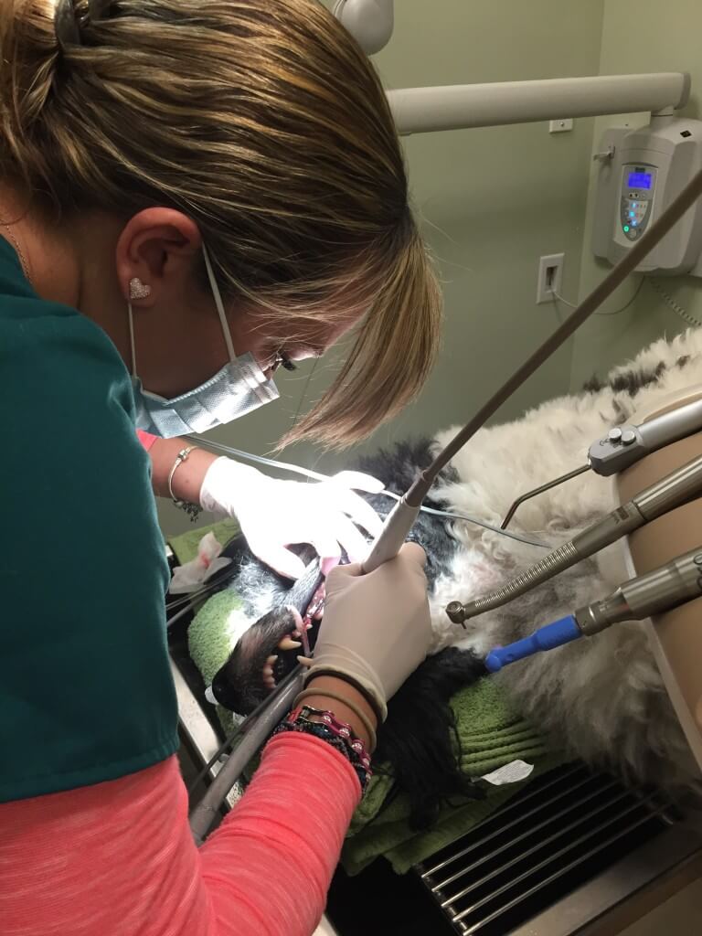 dog dentist bergen county NJ