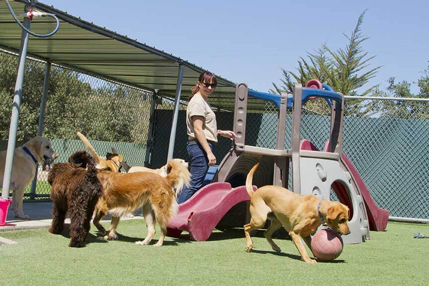 Kennels and Day Care